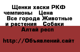 Щенки хаски РКФ чемпионы › Цена ­ 90 000 - Все города Животные и растения » Собаки   . Алтай респ.